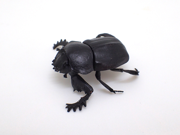 自在置物標本箱 スネブトタマオシコガネ