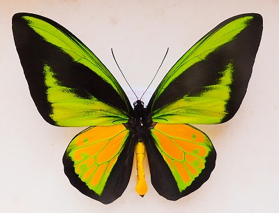 東南アジアの蝶