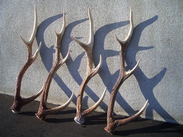 エゾジカの角 14本セット ＃鹿の角