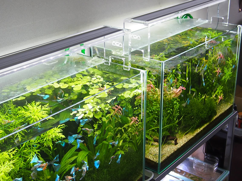 ADA アクアスカイ 601 60cm 美品 ライト・照明器具 ADA AQUA SKY-601