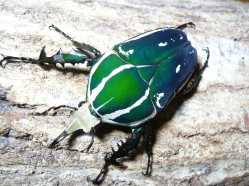 ウガンデンシスオオツノカナブン：阿古谷オオクワ園ブログ