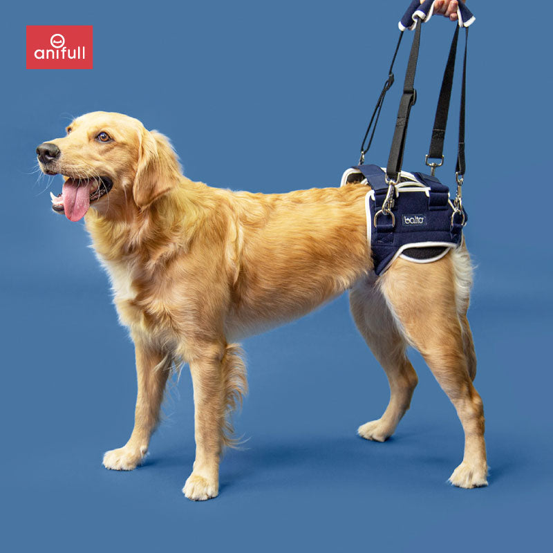 BT LIFE(股関節サポーター) 犬用 股関節サポーター – anifull