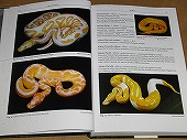 動植物関連書籍 ＞ 爬虫類 ＞ ヘビ ＞ ボア・パイソン ＞ ボール
