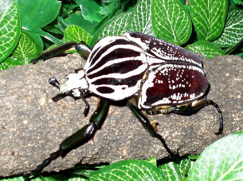 93.5mm ゴライアスオオツノハナムグリメレアグリス 6