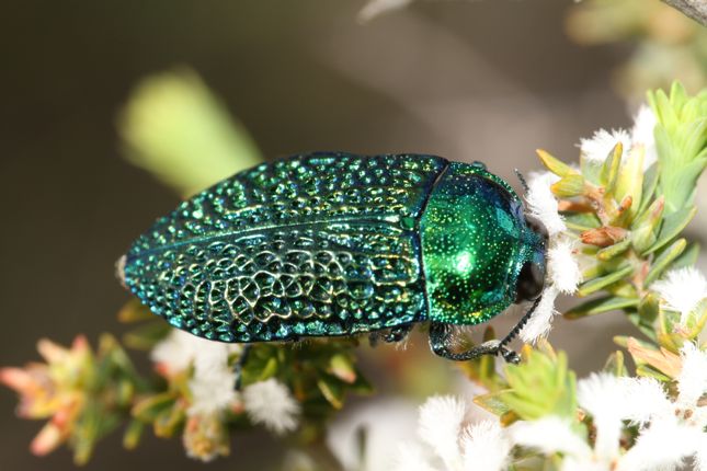 オーストラリアの ムカシタマムシ 3種セット オーストラリアの ムカシ