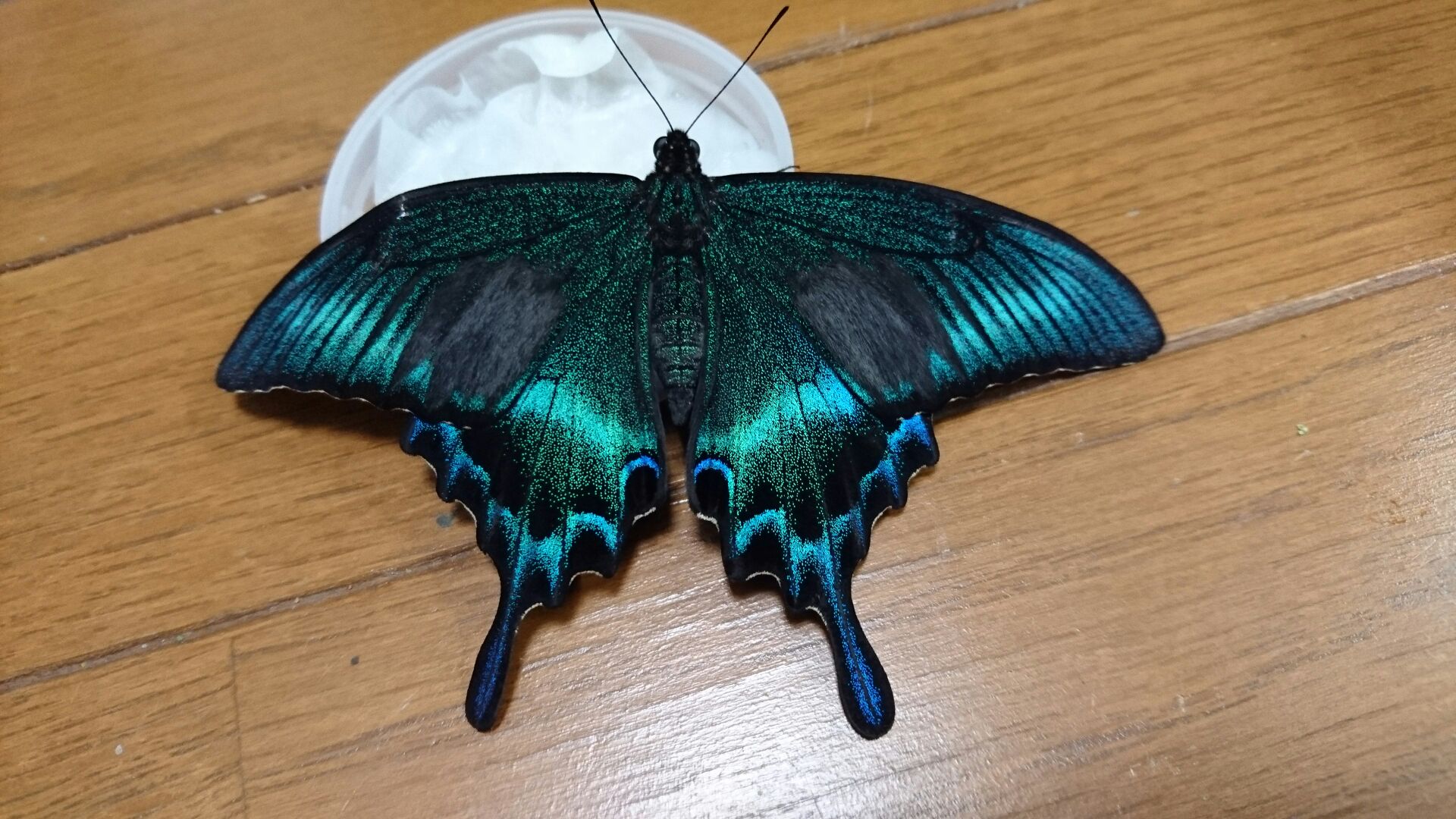 北海道産みやまからす揚羽 春型 未展翅 オス300頭 北海道産ミヤマ