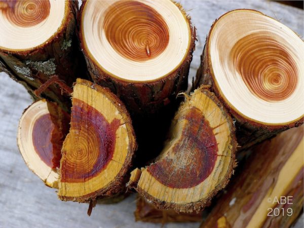 檜のベンチ（71）樹齢約70年、檜の原木の模様、年輪が綺麗