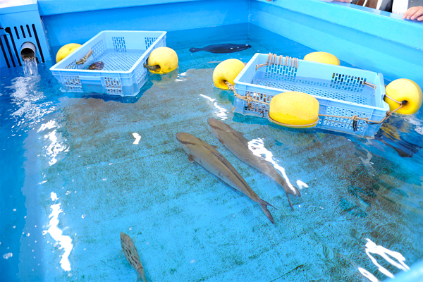 おさかな おさかなさがしえずかん ためし読み | お知らせ | ヨメルバ | KADOKAWA