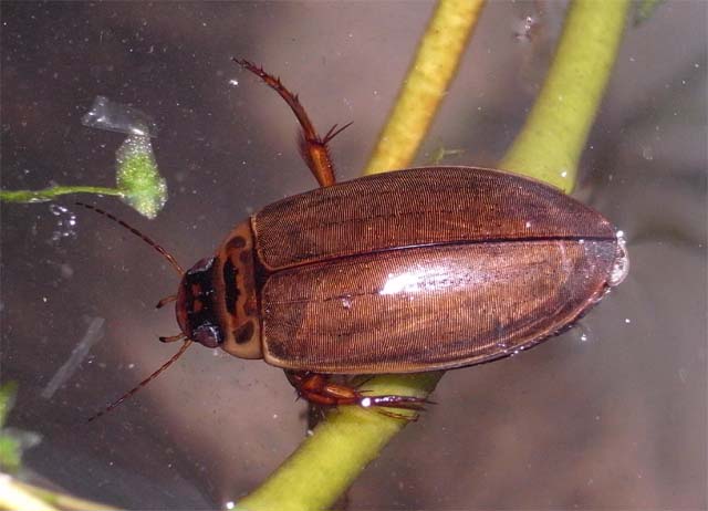 エゾヒラタヒメゲンゴロウ 3匹 エゾヒラタヒメゲンゴロウ