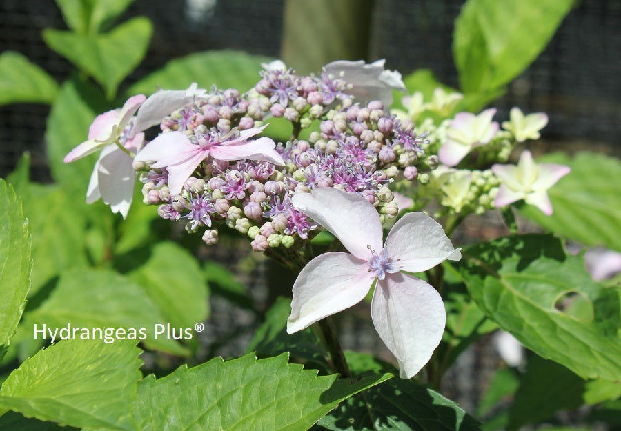 Hydrangea Summer Frost (PP 17654) – Hydrangeas Plus