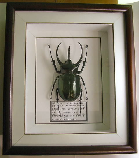 玲*華様 コーカサスオオカブト標本 玲*華様 コーカサスオオカブト標本