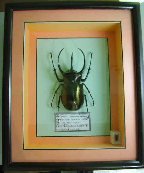 額入り昆虫標本 カブトムシ