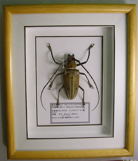 白狐 ウスバカミキリ 標本 ベトナム Yahoo!オークション -「カミキリ