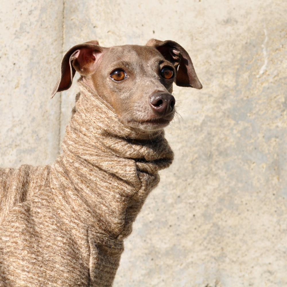 犬服｜エレガントなイタリア製ニットジャガード｜選べる3タイプ×4