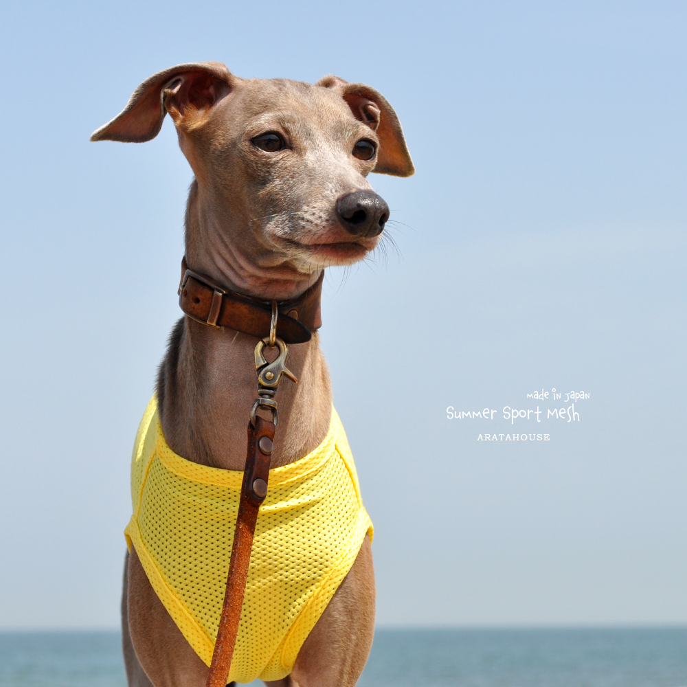 メッシュロンパース(蛍光オレンジ) イタグレ服犬服