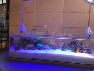 マメスキマーmini