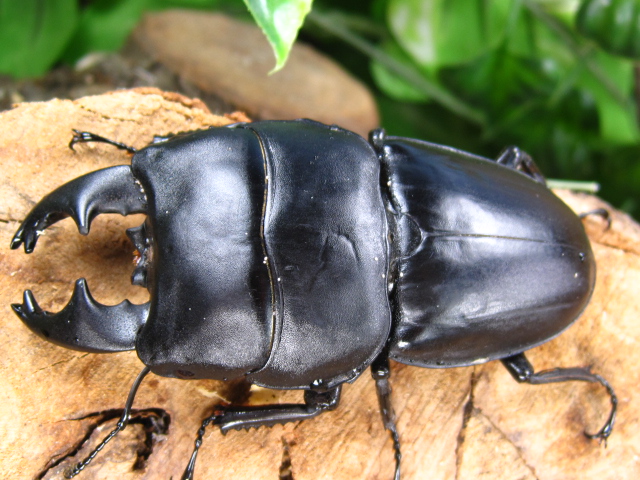 極美品 アルキデスオオヒラタクワガタ標本 約100mm 木製フレーム