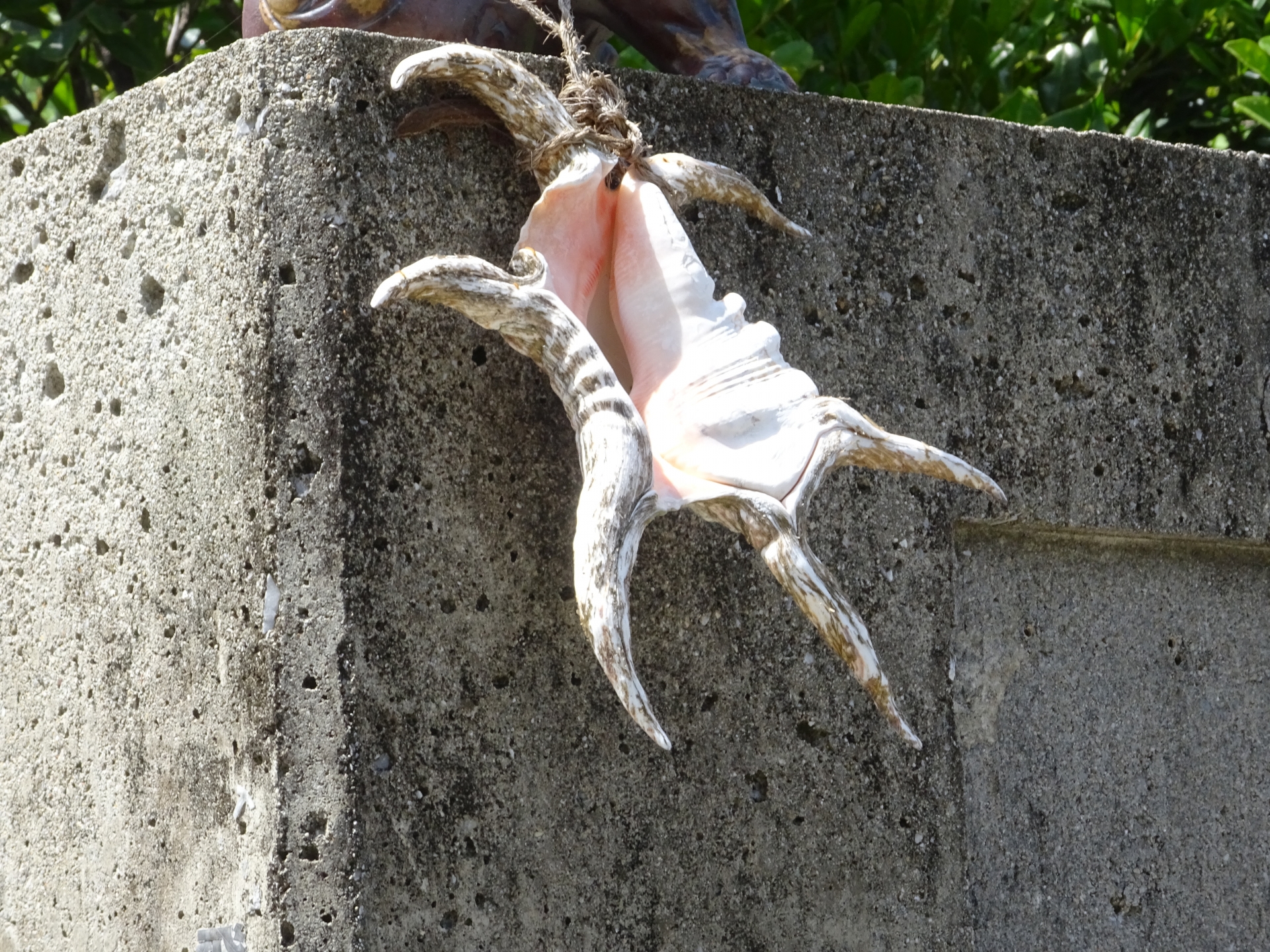 吸い込まれるような美しさに潜む、力と物語。石垣島「貝文化の守り人