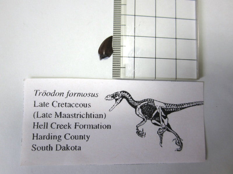 トロオドン．spの歯冠化石 | ひろさんのいつまでたっても工事中