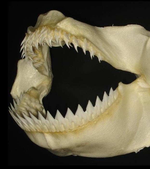 鮫の歯標本 サメの顎（メジロザメ科）顎骨標本 Sサイズ お土産