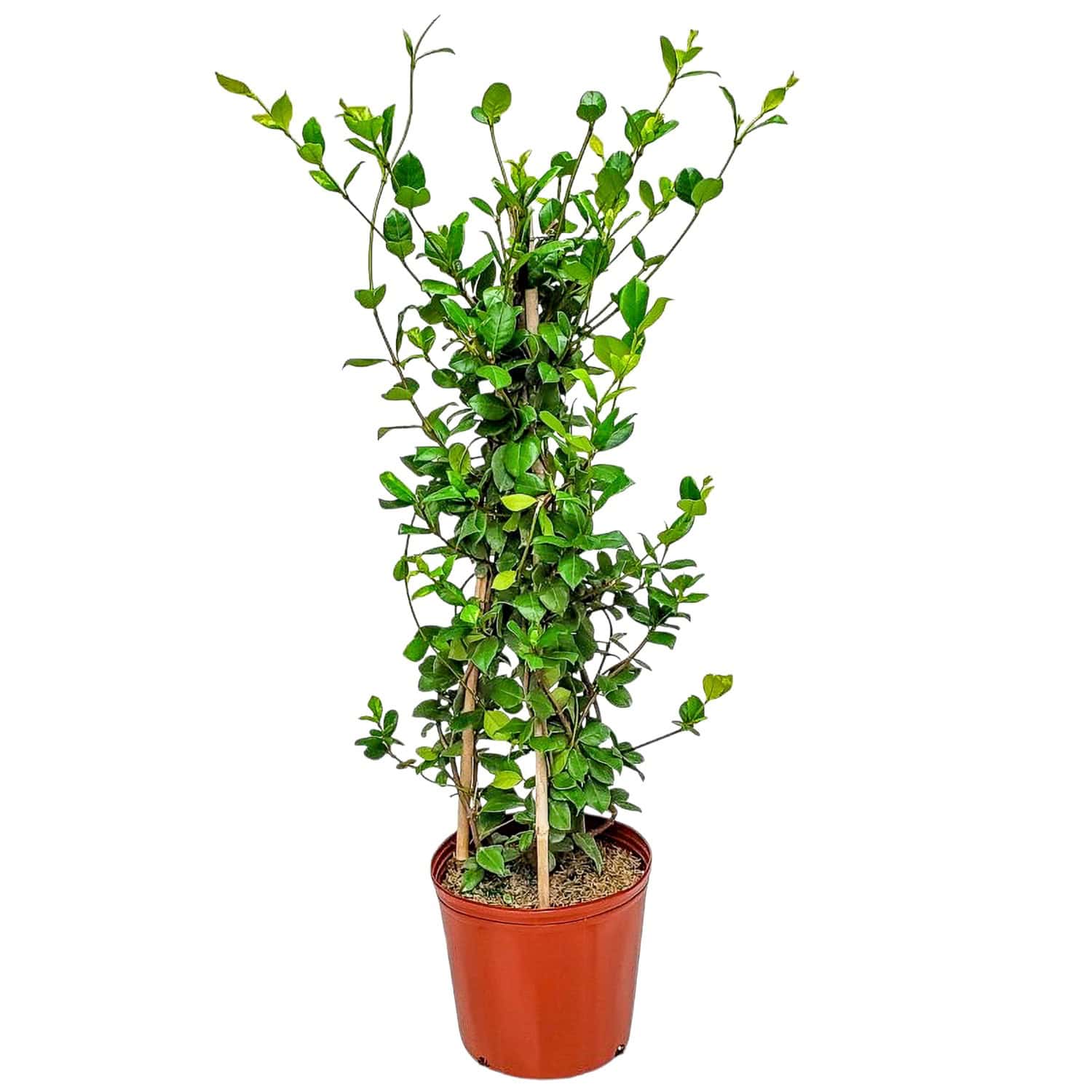 star-jasmine-for-sale.jpg?v=