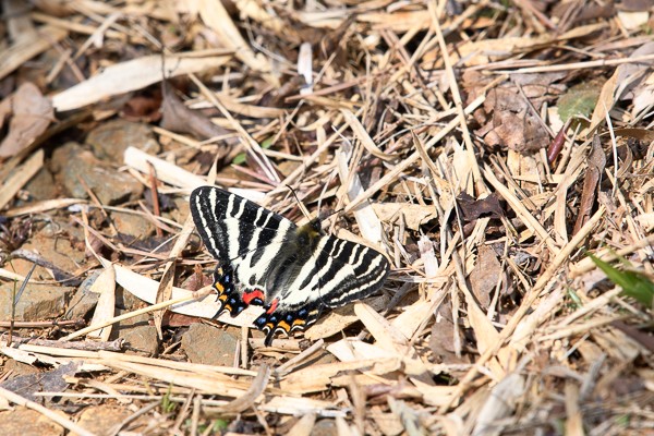 東京都八王子市産 ギフチョウ 東京都八王子市産 ギフチョウ 東京都