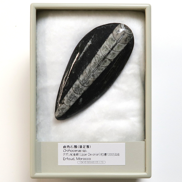 頭足類｜化石標本・分売｜化石販売・鉱物販売の東京サイエンス