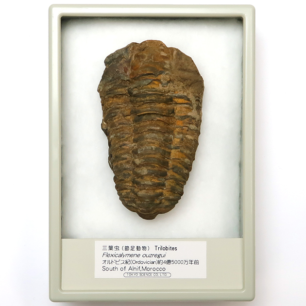 三葉虫 化石（Trilobite Fossil)（学名 ： Phacoida.sp） 時代