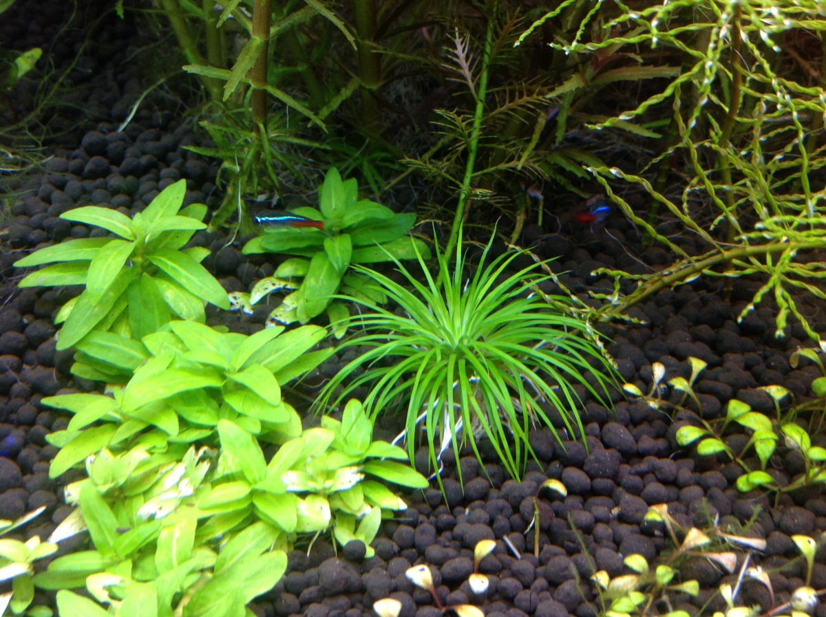 ☆ホシクサsp.キンバリーナロー ☆