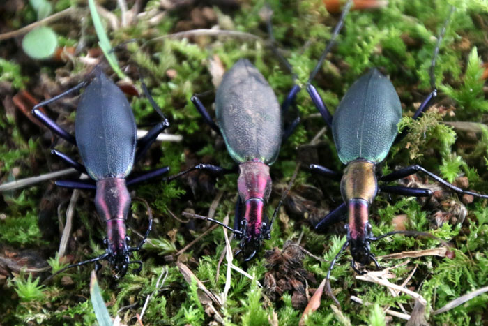 昆虫シリーズ43 オサムシ | あきた森づくり活動サポートセンター