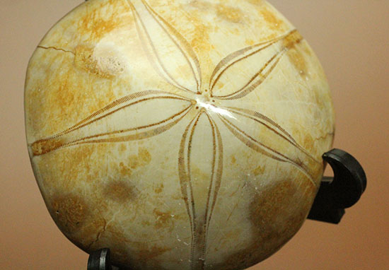 オブジェのように美しいジュラ紀のウニ化石 化石 販売