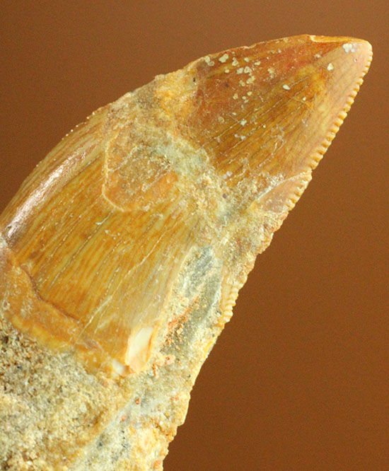 インナーセレーションがしっかり保存！アフリカンT-rexこと、カルカロ