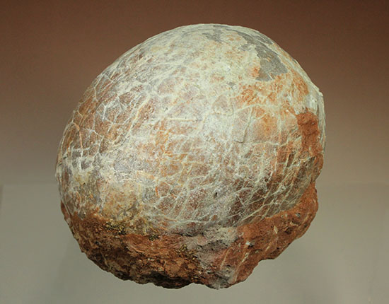 新着化石 ハドロサウルスの卵化石 | 化石セブンの最新情報 [化石]恐竜