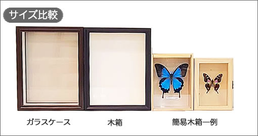 サンバワナカザリシロチョウ , 蝶の標本 販売・通販のNatureShop