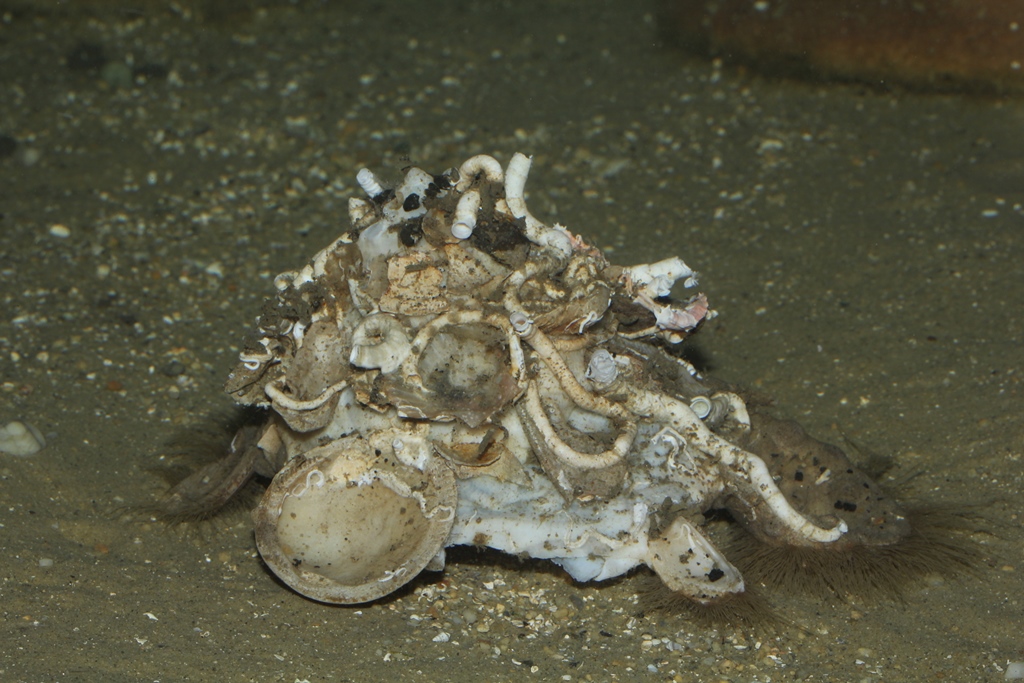 クマサカガイ | 沼津港深海水族館 「シーラカンス・ミュージアム」