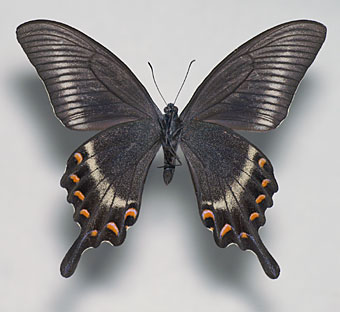 ミヤマカラスアゲハ標本