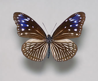 ツマムラサキマダラ標本