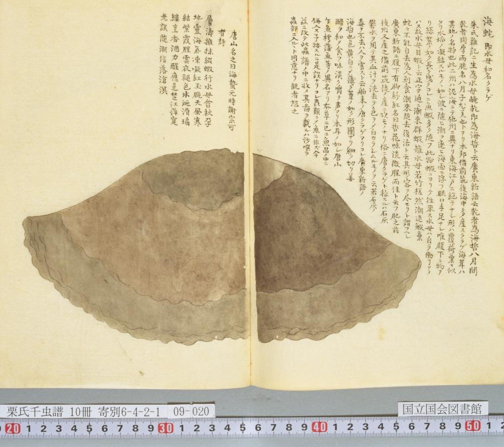 地球 絶滅昆虫記 の挿絵 四本充氏の原画② 地球 絶滅昆虫記 の挿絵 四