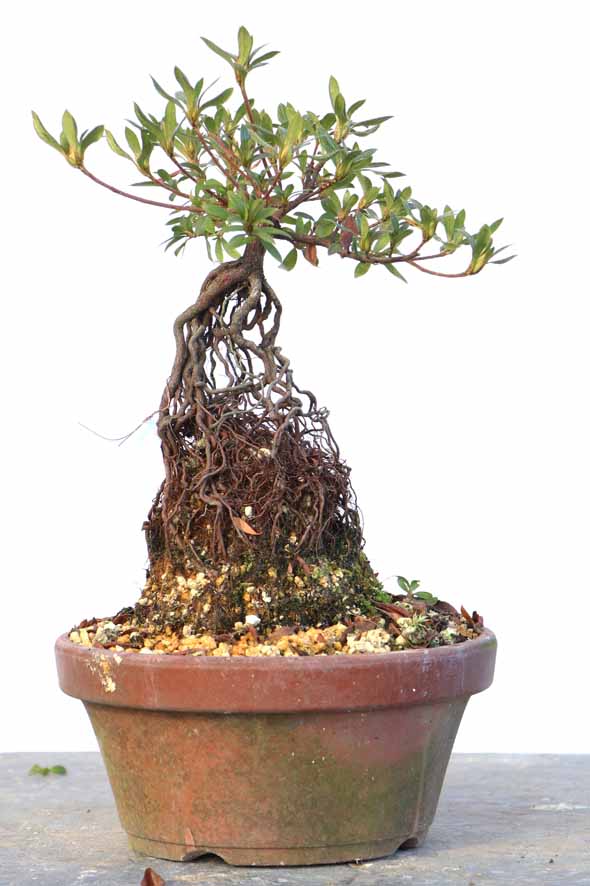 ヤマカ園芸, 皐月販売