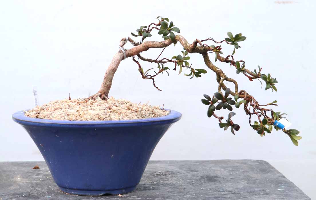 盆栽 幹周 7cm未満 : ヤマカ園芸, 皐月販売