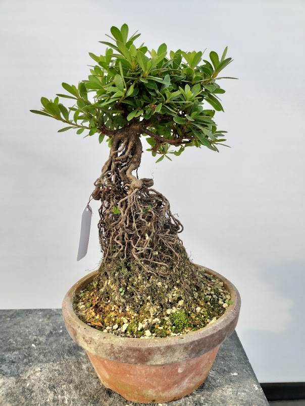 ヤマカ園芸, 皐月販売