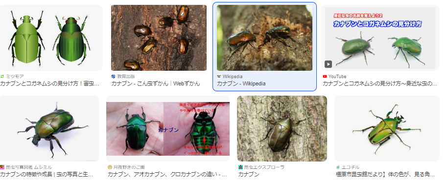 神聖なるかたち」、古代エジプト人の描いた「スカラベ」の特徴とは