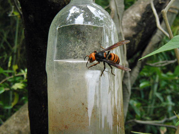 スズメバチトラップをセット - 天然はちみつの蜂人舎