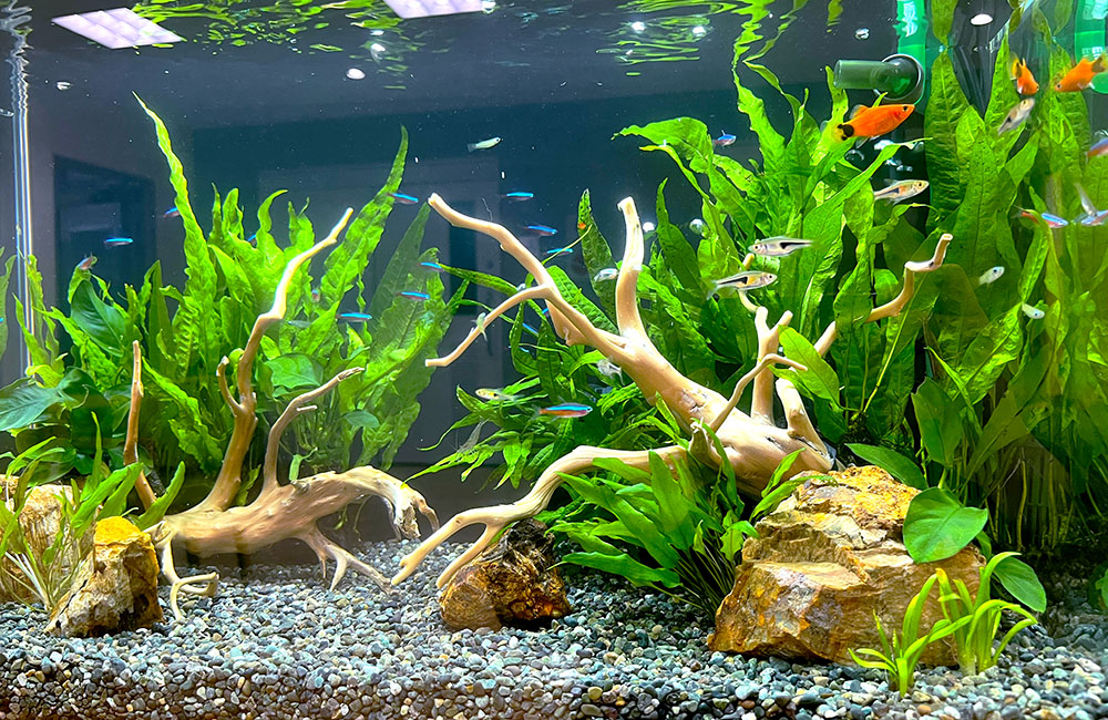 60cm水槽のレイアウト手順を1から解説！プロが行う配置法とは！｜東京