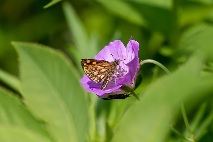 日本アルプスの高山蝶 | THE JAPAN ALPS