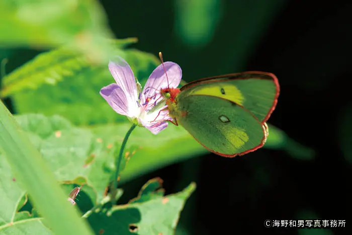 ミヤマモンキチョウやタカネヒカゲ 観察エリア | THE JAPAN ALPS
