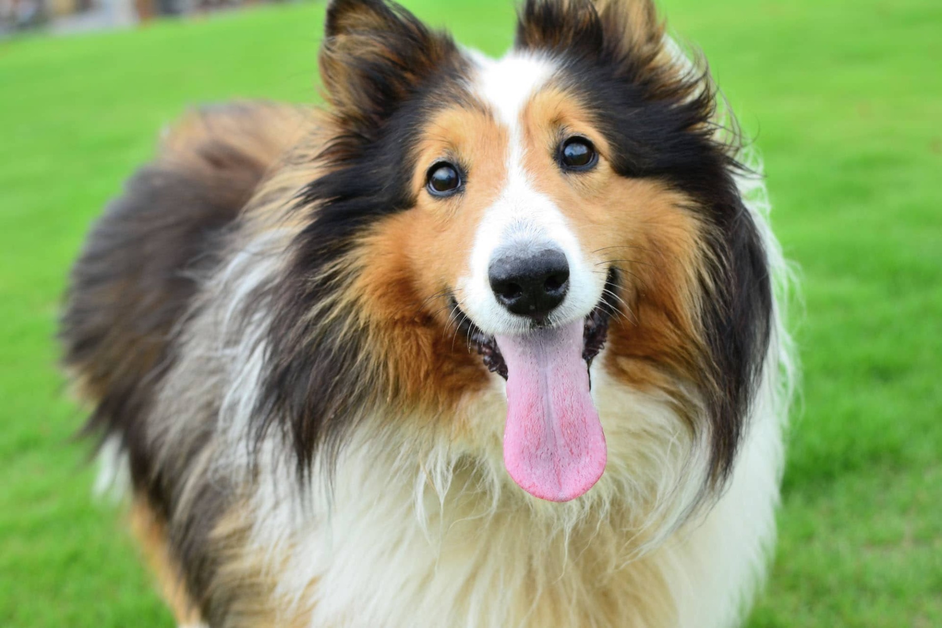 ドッグラン&カフェ With わんっ！-トップページ-近江八幡市周辺で貸切