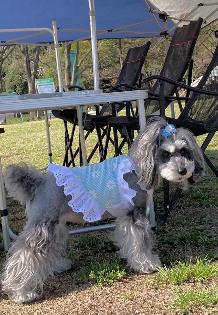 犬服 3S わんこの普段着レトロデイジー