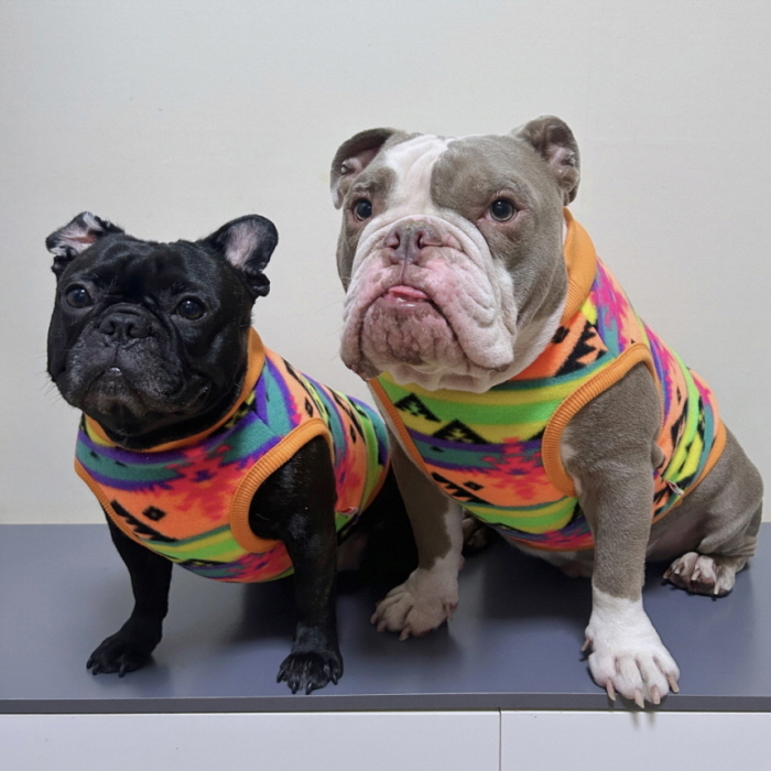 わかば○犬服○ハンドメイド 胴58 NO.682 フレブル わかば様専用○犬服