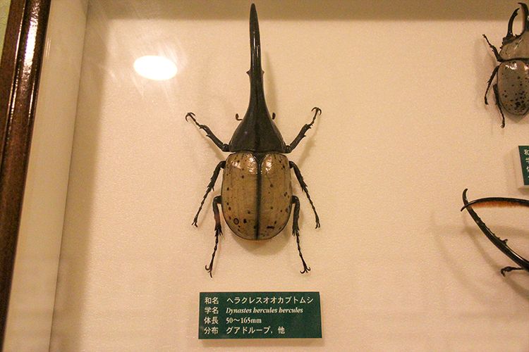 美しく並ぶ昆虫標本がずらり！三鷹「諏訪クワガタ昆虫館」 – 吉祥寺